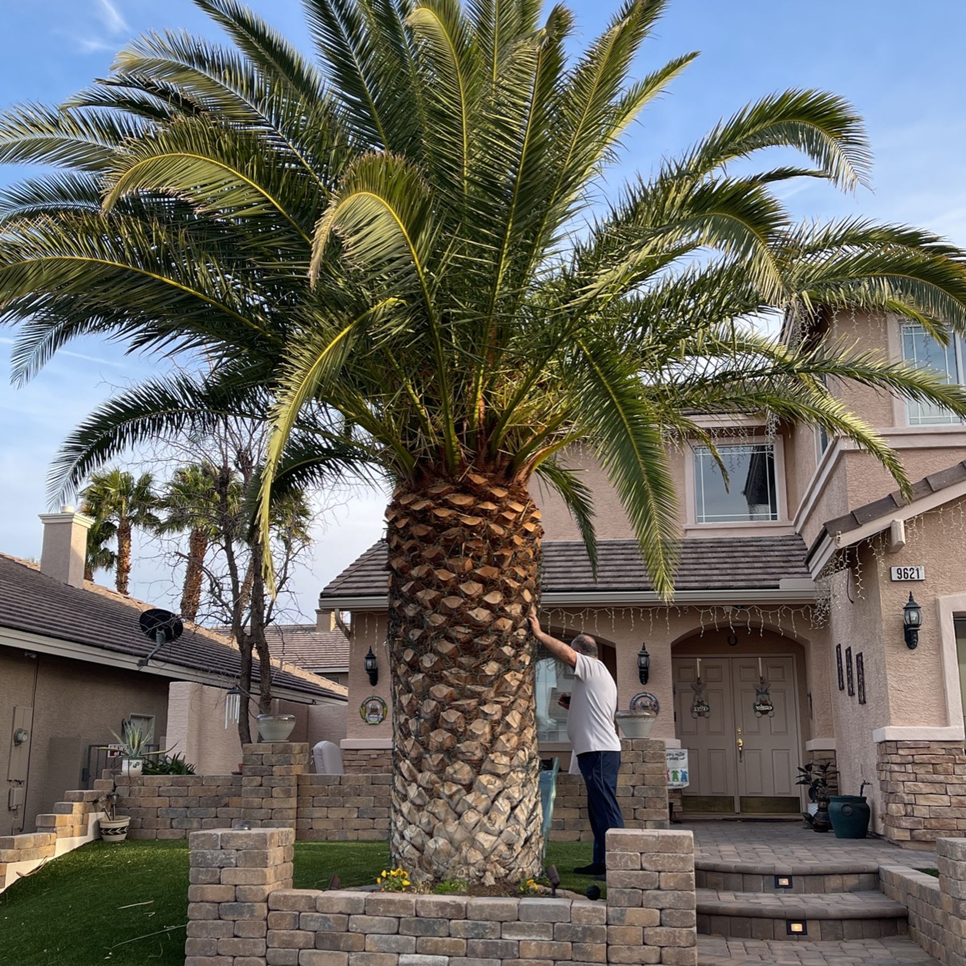 Pineapple Palm Tree Gorgeous!