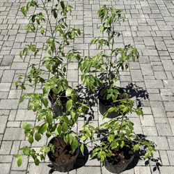 White Flowering Dogwood Trees - Please Read For Pricing