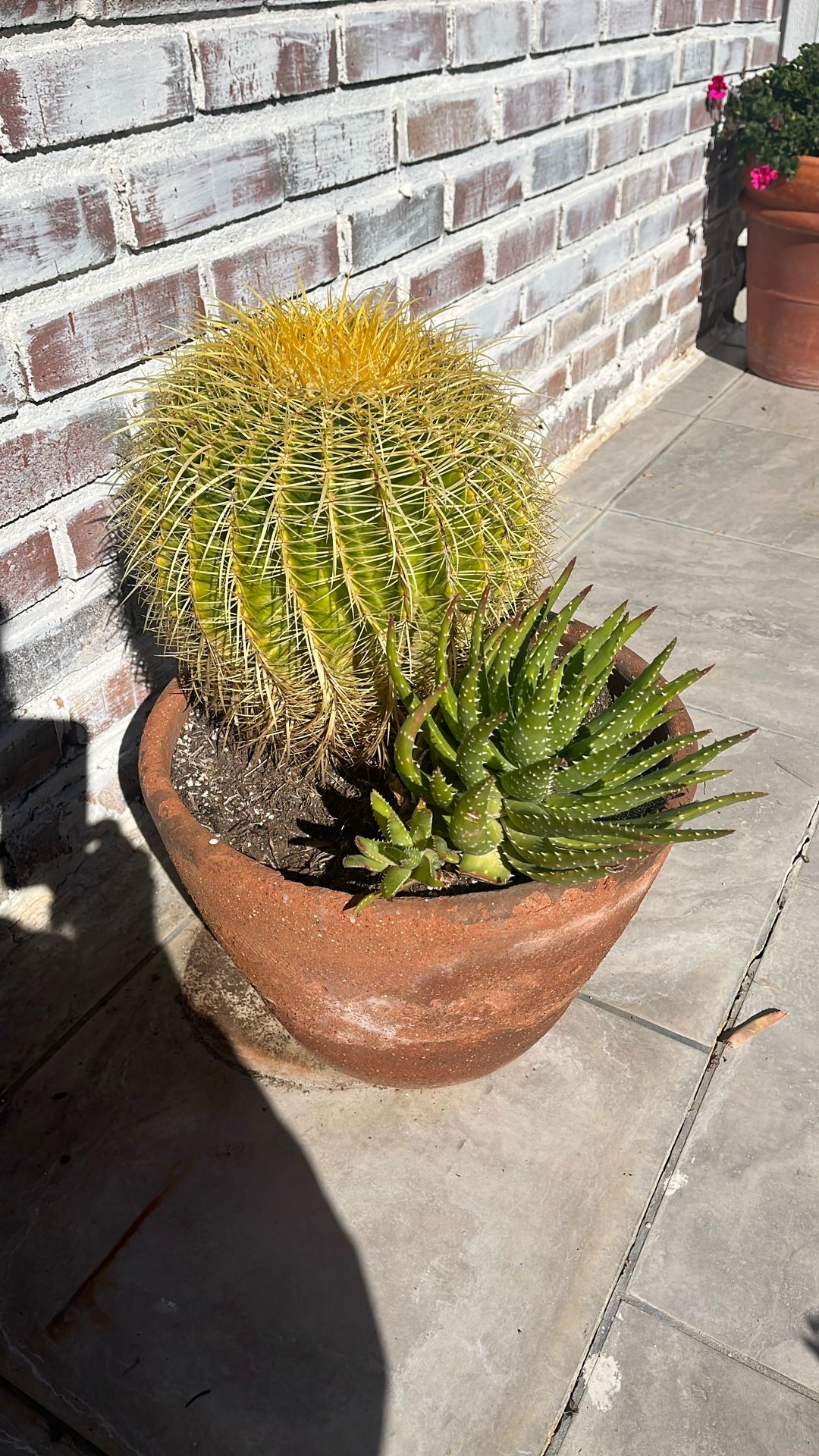 14” Clay Pot Barrel Cactus