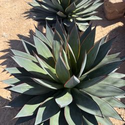 Blue Glow Agave 