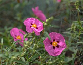 Cistus x purpureus 5 gallon