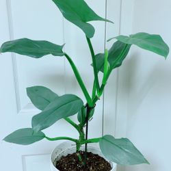 Philodendron Grey - 8” Nursery Container - Indoor Plant - Plant Only - Ceramic Pot Not Including 