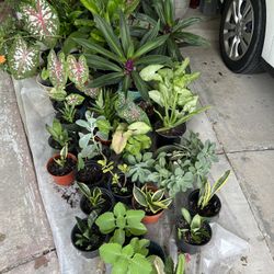BIG PLANT SALE In Largo On Sunday 