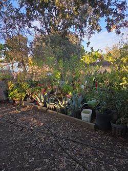 Fruit Trees For Sale!