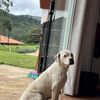 Luis