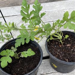 Sugar Baby Watermelon 