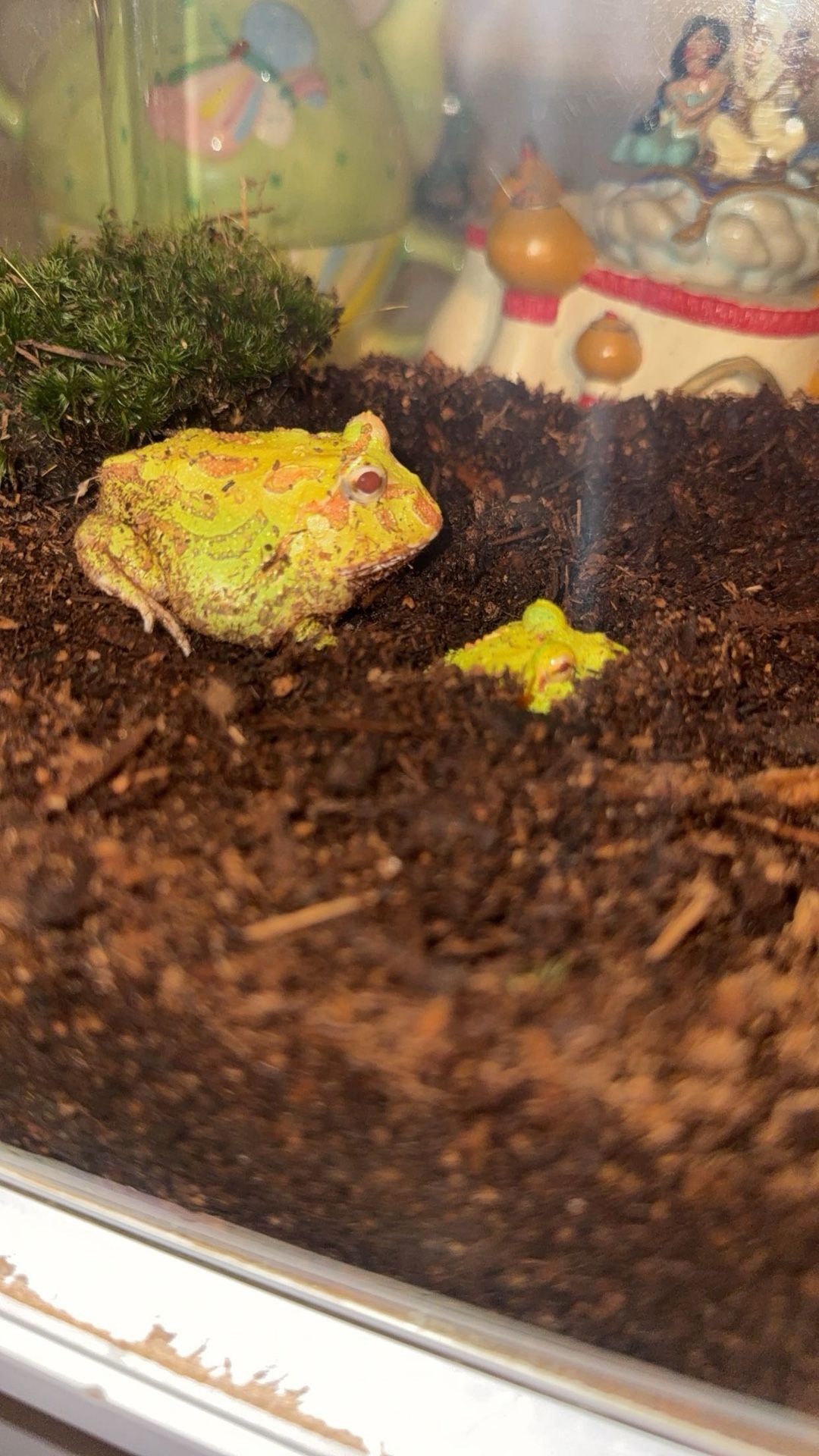 2 Pac-Man Frog And Tank Set Up