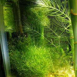 Hornwort