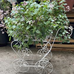 Jade Plant