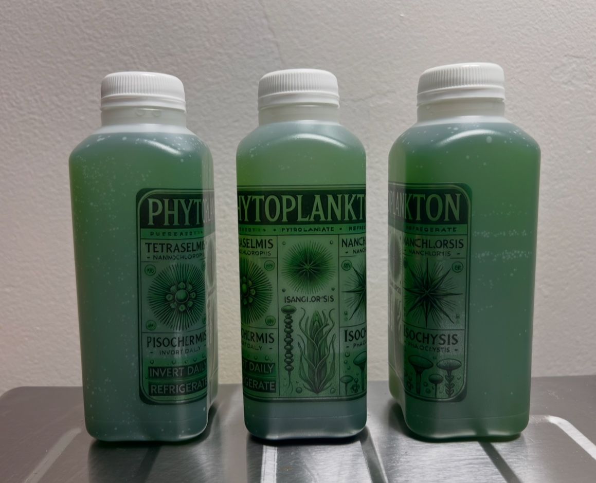 Live Phytoplankton