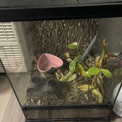 Amphibian terrarium 
