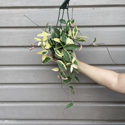 6” Hoya Queen