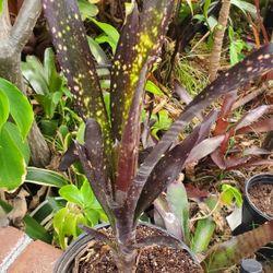 Tropical Plant Bromeliad Bilbergia Beadleman