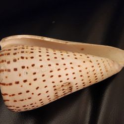 Conus leopardus