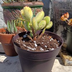 Bear Paw Plant