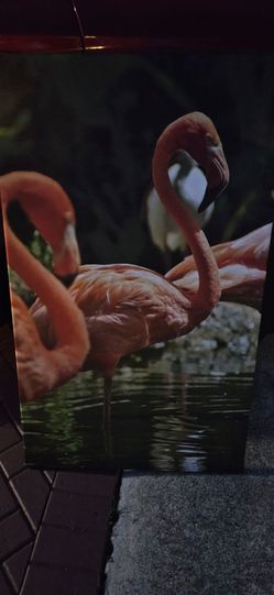 Flamingo on canvas picture