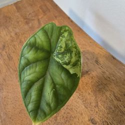 Alocasia Dragon Scale Albo