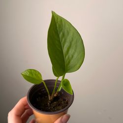 Jade Pothos 2 in pot Live plant indoor