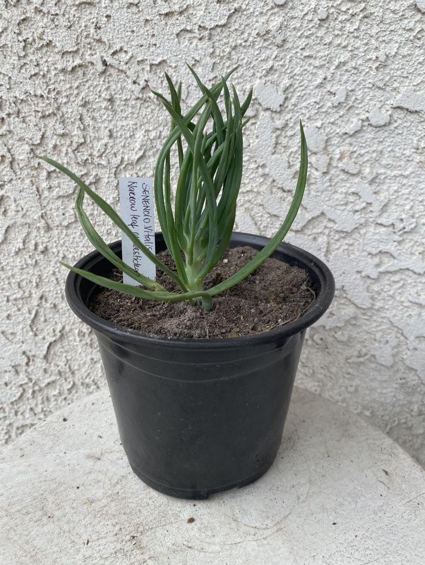 6 Inch Pot Succulent Plant - Narrow Leaf Chalksticks -Senecio Vitalis - Rooted & Established - Drought Resistant 🪴 