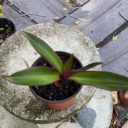 Moses In The Cradle Plant