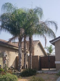 Queen Palm Trees (3)