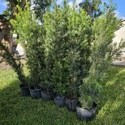huge Podocarpus 6 feet tall Instant Privacy gene