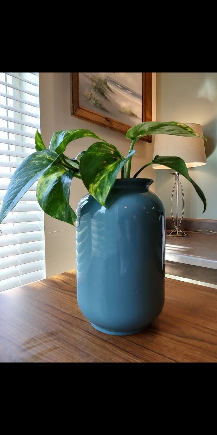 Pretty Vine Plant Air cleaning Blue (B)