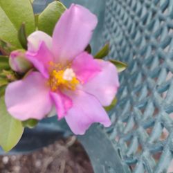 Periskia Cactus 🌵 Plant 