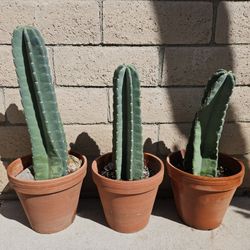 Peruvian Apple Cactus Plant (1 Available)