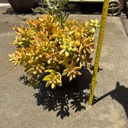 Succulent 