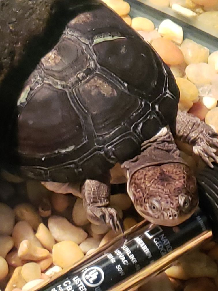 Two female african sideneck turtles with turtle tank