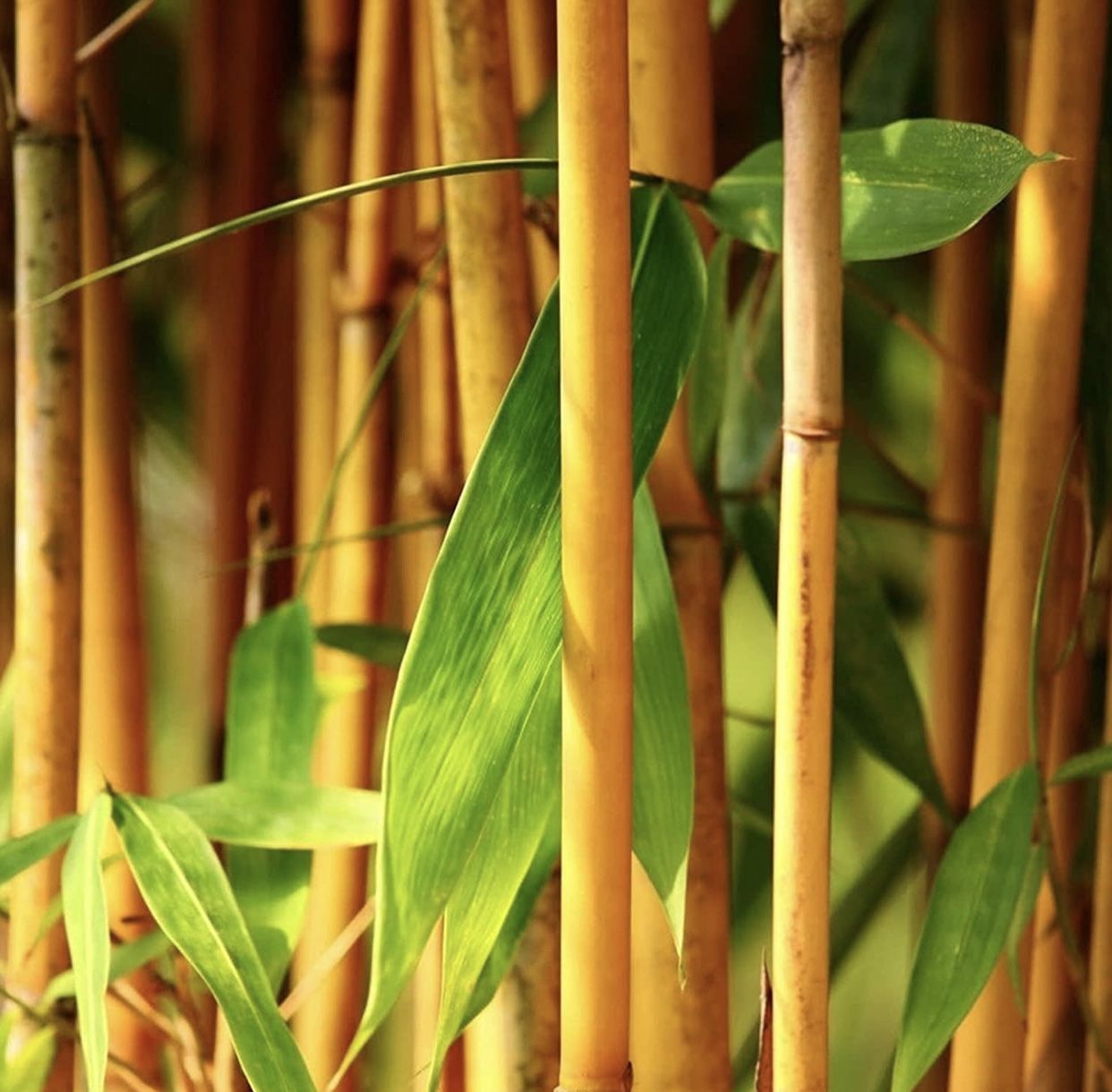 Golden Bamboo Seeds, 200+ Groove Rare Golden (Orange) Bamboo Seeds for Planting, Privacy Screen
