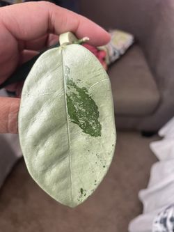 Hoya Coreacea Silver