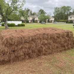 Longe Leaf Pine Straw