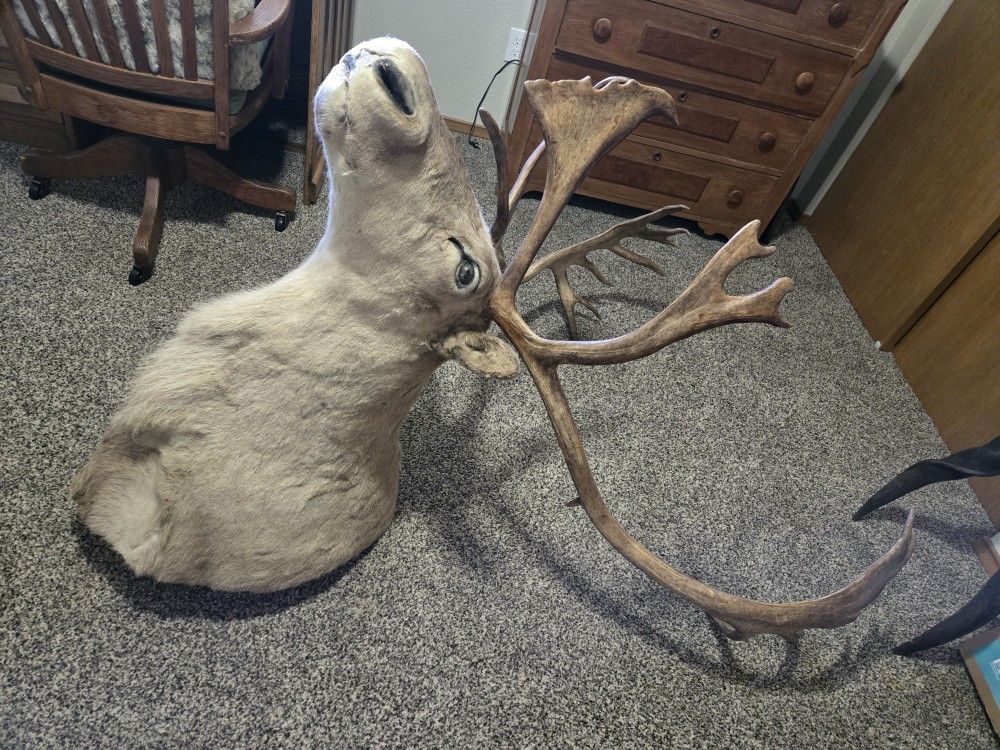 Caribou Reindeer Shoulder Mount Taxidermy 