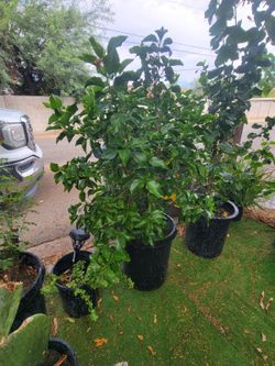 Orange red hibiscus 🌺 plant