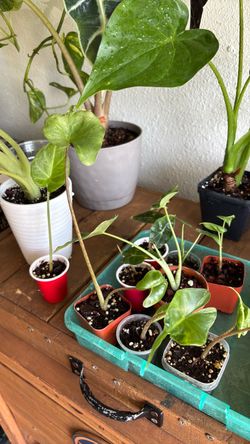 Plant sale today 3,5 and 10.00