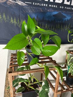 Golden Pothos - $7