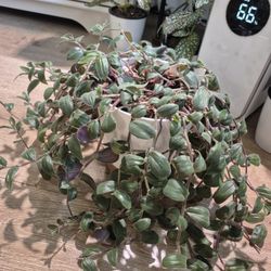 Tradescantia Chrysophylla