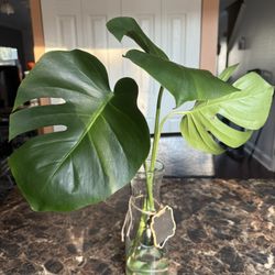 Monstera Cuttings 