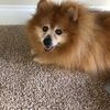 Darlene