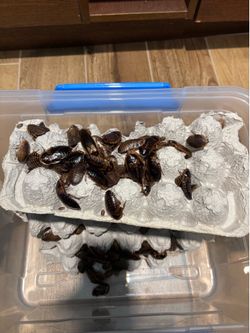 Starter Dubia Roach Colony