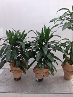 Brand NEW Janet Craig IN 9" GROW POT 