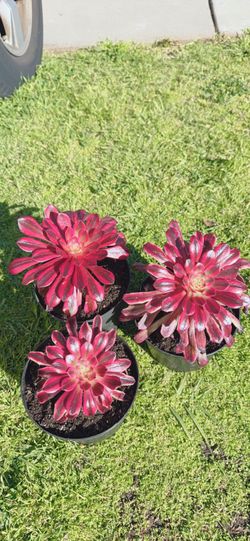 Red Carnival Aeonium Korean Succulent  🪴 $10 each