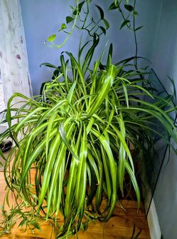 Large Spider Plant in Porcelain Pot