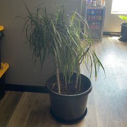 Ponytail Palm