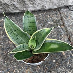 Birdsnest Snake Plant Sansiveria Low Light 