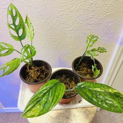 Monsteras -oblique, Peru Varietgated And Mint Adansonii 