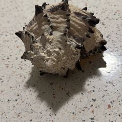 Large Shell