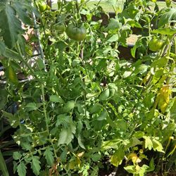 Big Tomato Plants 5 In One Pot 
